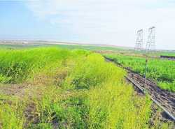 Camelina, which flourished in Europe 3,500 years ago, thrives on a test field near Paterson, south of Prosser, Benton County.