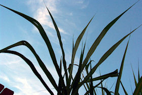 Sugar cane is one source of bio fuel