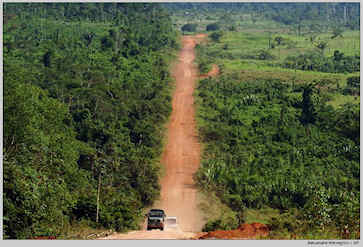 Roads are cut into the jungle in order to extract resources