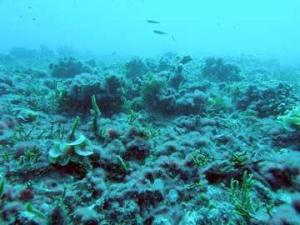 The ocean starting to resemble a sick home aquarium