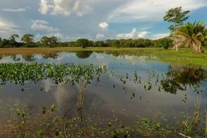 Brazil Pantanal Wetlands