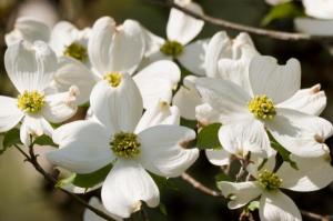 Dogwood flowers