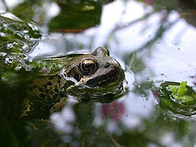 Frog in pond