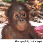 Orangutan