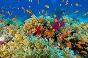 Healthy coral reef - full of bright colors and multiple types of sea life