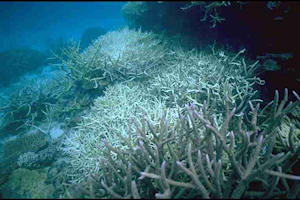 Sick (bleached) coral reef likely due to ocean warming and acidification of the oceans