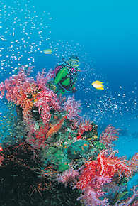 African coral reef