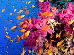 Coral reefs, and the ecosystems depending on them, are at serious risk this century