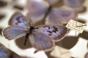 Large blue butterfly is a model for temperature sensitivity and how to adjust habitats to protect species