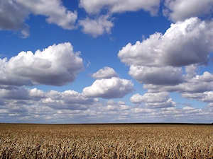 Corn field: food for people or fuel for cars?