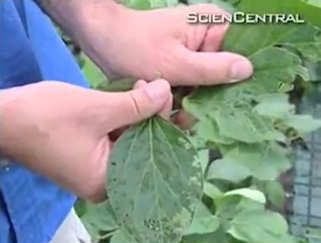 Increased leaf consumption by bugs of leaves grown in higher CO2 concentrations; click to see the video