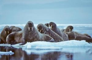 Walrus herd in Arctic