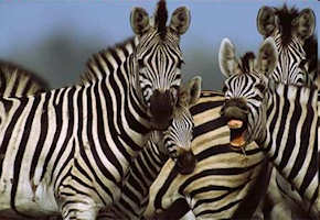 The zebra herd follows group norm behaviors; human society is often similar in practice