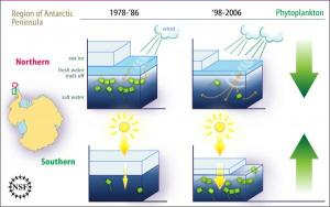 Changes in the Antarctic and their effect on the food chain (click to enlarge)