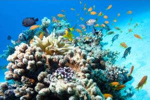 Coral reefs: under threat by combined ocean warming and acidification