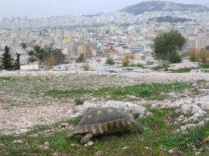 Tortoise at edge of Athens, Greece