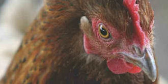 Love of chicken as a cause of climate change