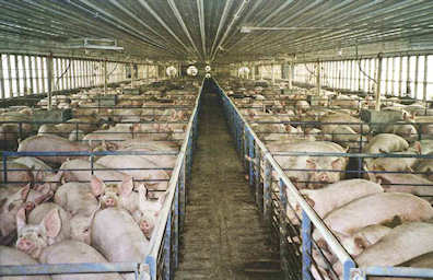 Factory farming of pigs produces voluminous solid and liquid waste product and greenhouse gases