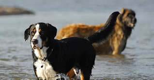 Four dogs died in Oregon summer 2009 from toxic algae in creeks. Photo by colbyotero.com