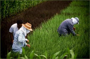 Rice researchers