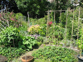 A community garden in Adelaide, Australia