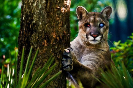 The Florida panther calls the Everglades home, and is one of the most endangered mammals in the world